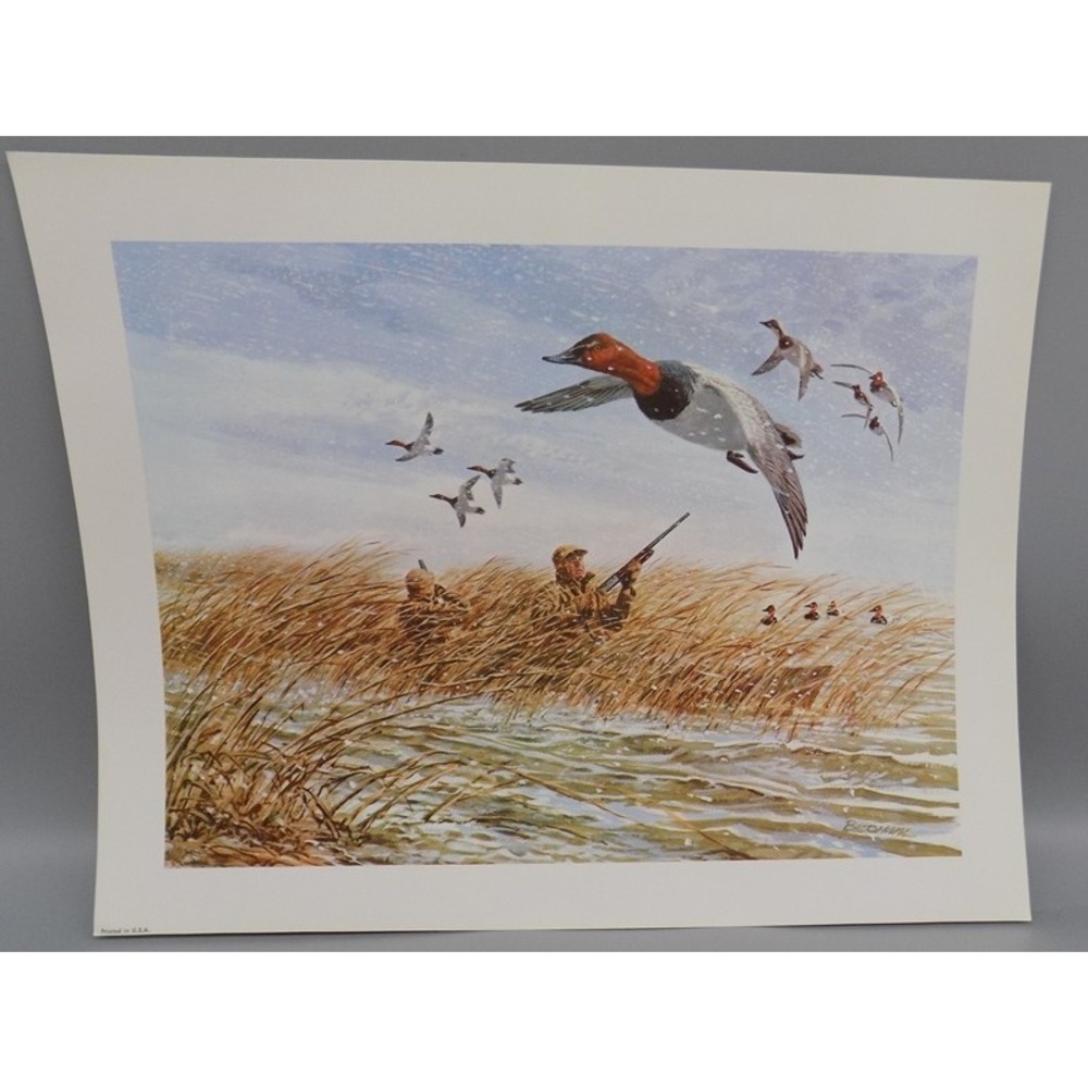 Vintage Tom Beecham Canvasback Duck Wildlife Art Print  11"x14" w/ 1 Inch Border